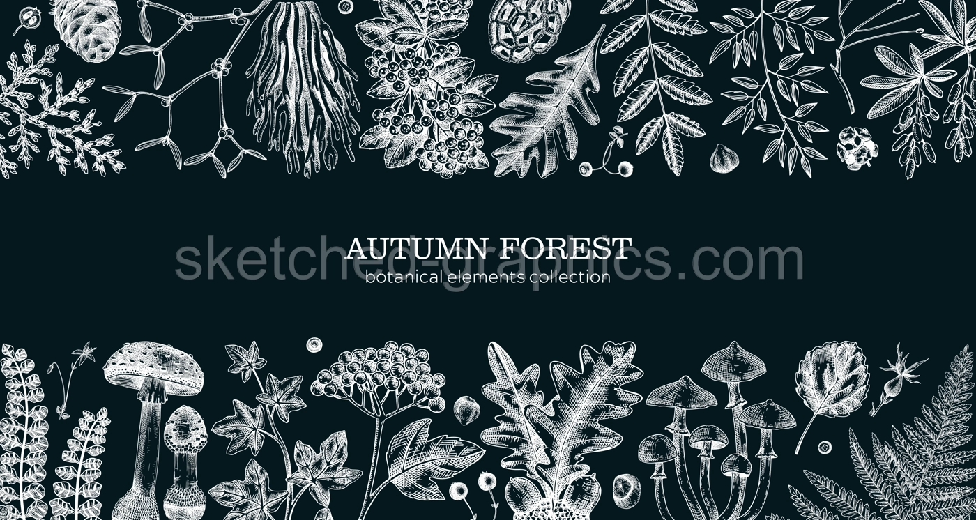 Hand drawn autumn forest background. Vintage banner with ferns, mushrooms, fall leaves and autumn plant sketches. Botanical design template in engraved style. Vector illustration onchalkboard Illustration